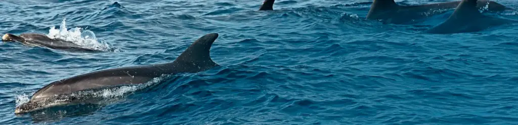 Dolphins swimming in the Bay of Gibraltar.